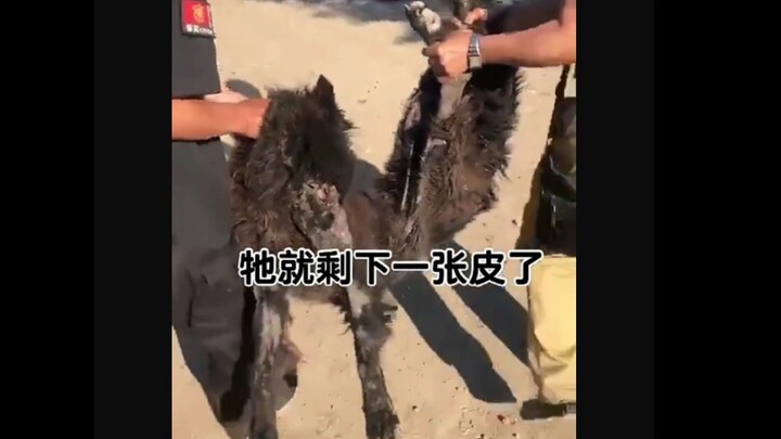 Anjing ini sangat menyedihkan—setiap hari ada orang yang melemparinya dengan batu air. Begitu tahu, 