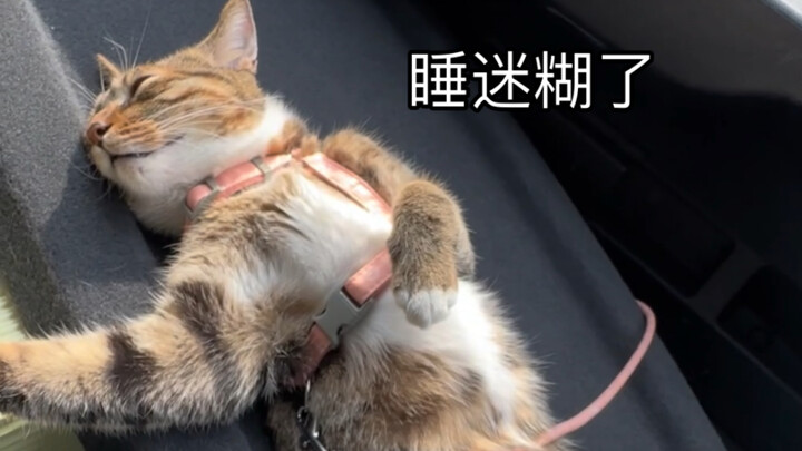 แมวน้อยของฉันก็เคยออกเดินทางไกลเหมือนกันนะเมี๊ยว!