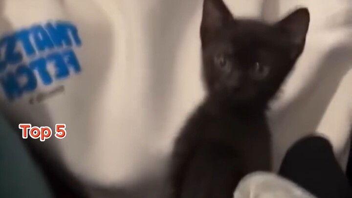 Ranking Funniest Cat Moments