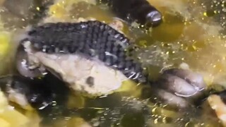 I heard this is the best way humans should treat snakes?