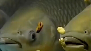 Why does grass carp turn into crispy carp after eating broad beans?