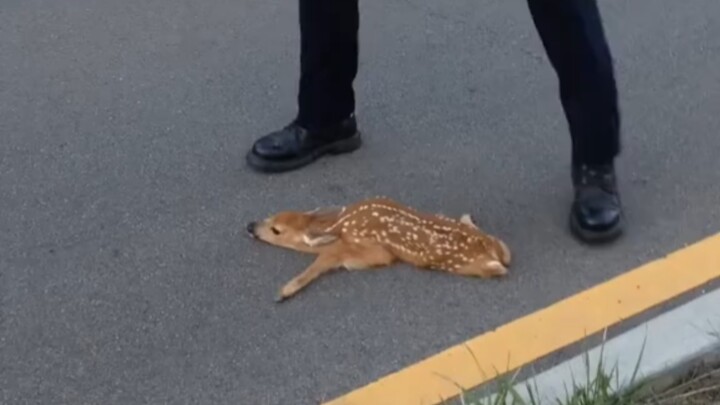 Netizen: Police rescued a freezing fawn on the road.