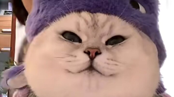 Every time I see this cat, it makes me laugh.