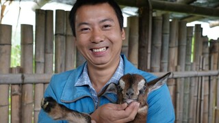 Huanong Brothers: It's winter now, let's weigh the sheep and check their health.