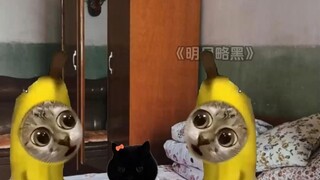 ฉันคือสาวที่ผิวคล้ำที่สุดในหมู่บ้าน "ดวงจันทร์ค่อนข้างดำ" #มีมแมว#เรื่องเล่าสุดฮิต#ละครมีมแมว