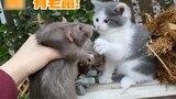 When the northern milk cat meets the southern mouse...Cat: Now he is in a trance, the flowery mouse,