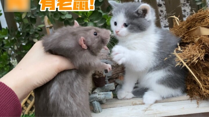 เมื่อแมวนมภาคเหนือพบกับหนูทางใต้ ... แมว: ตอนนี้เขาอยู่ในภวังค์ หนูทางใต้ Dahui Haozi แมวและหนูรักษา