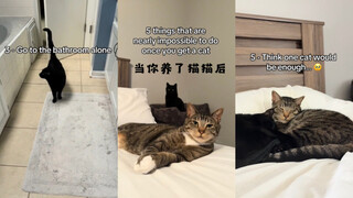 POV：当你养了猫猫后