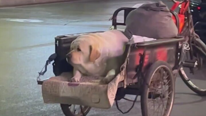 "Labrador • Series 45"