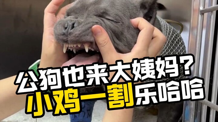 Did someone cut up this dog, Xiao Kun?