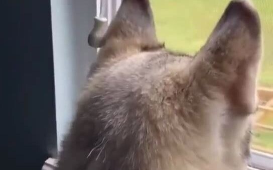 Wang: If you touch my ear again, I’ll be annoyed!