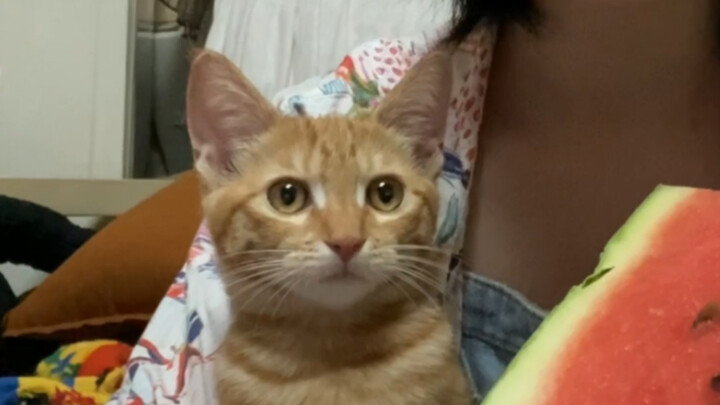 Mẹ ơi, con đói đến mức không còn tỉnh táo nữa rồi!