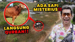 DRONE MENANGKAP ADA SAPI MISTERIUS DI BELAKANG RUMAH!! LANGSUNG KITA TANGKAP UNTUK QURBAN!!