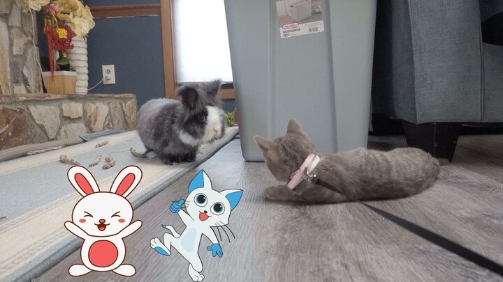 Rabbits Meet Cat