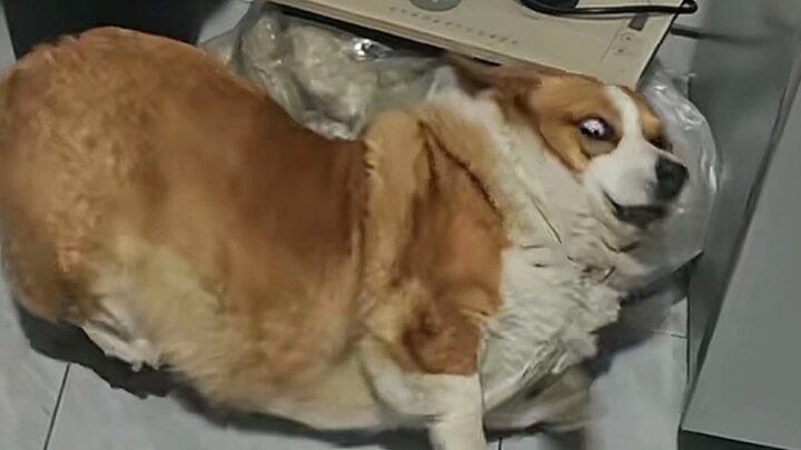 Mencuri makanan kucing, tuannya marah tapi pura-pura tak dengar—si kucing malah ketakutan sampai ngo