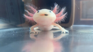 Calling the axolotl pig to wake up and eat