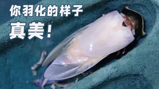 【甲虫饲育】4分钟看完一只甲虫羽化的美妙过程