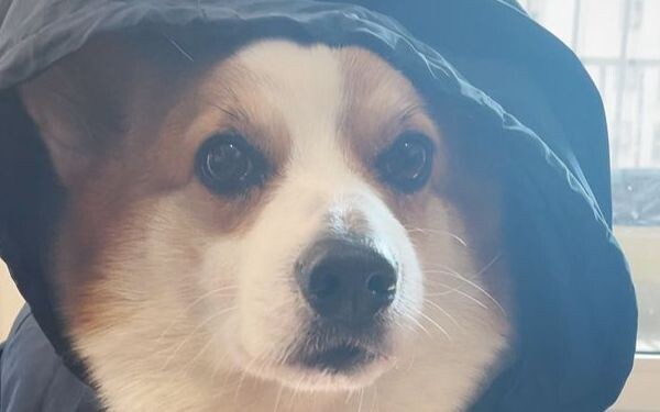 ใส่เสื้อใหม่ให้เจ้าคอร์กี้ ทีนี้หมาทั้งตัวเดินไม่ได้เลย!