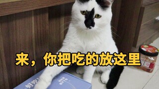 这是猫在训人对吧…