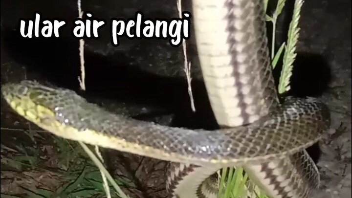 Ular kadut pelangi / ular air pelangi ( Enhydrise enhydrise )