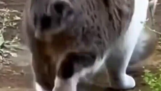 Saya tahu Tom dan Jerry adalah orang-orang realis