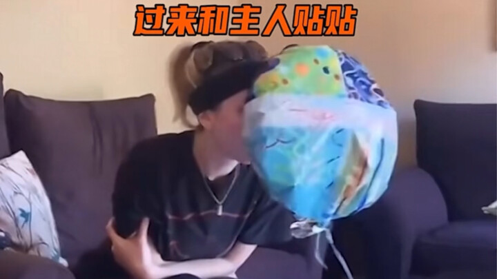 Sau khi chú chó cưng của cô gái ra đi, một quả bóng bay biết “dính chặt” bỗng bay vào phòng — ngày x