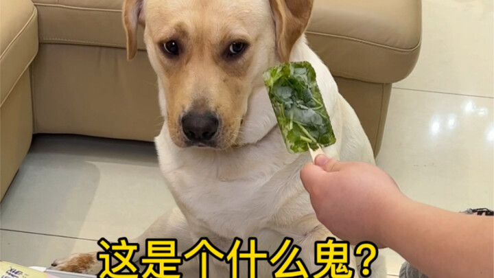 Anjing: Es krim yang terbuat dari ketumbar ini kok kalian nggak mau makan?