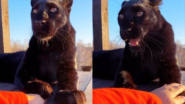 Little Black Panther: I told you the cat’s paw must be on top!