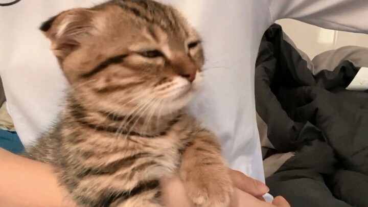 Beberapa kucing kecil memang sejak lahir sudah jadi ahli penyembuh hati!