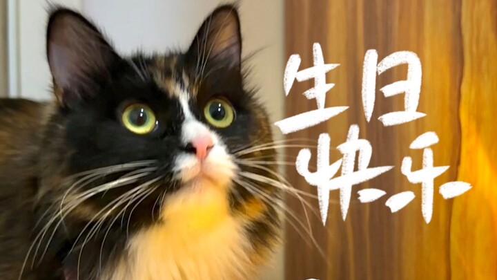 The kitten I picked up is one year old! Kui-bao has such good luck—no, I’m the one with the better f