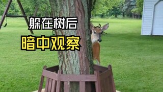 Such fun animal videos!