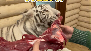 虎虎一日伙食采购vlog