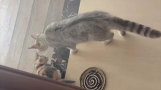 Ibu kucing: "Anakmu ini, begitu santai dan percaya diri"