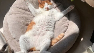 "Kucing siapa yang tidur seperti ini?"