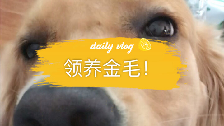 Adopted a Pitiful Golden Retriever