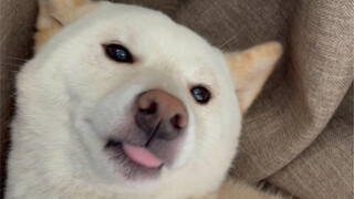 妈妈的好大儿（未解之谜）