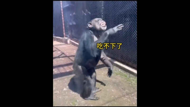 "Animals That Have Become Spirits"