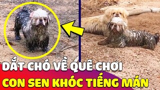 Về quê chơi ít hôm, cô gái 'KHÓC TIẾNG MÁN' vì 2 chú Chó BÁO QUÁ TRỜI BÁO' 😂 Gâu Đần