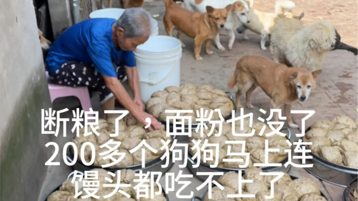 อาหารหมดแล้ว แป้งก็ไม่มีด้วย เหล่าหมาๆ กว่า 208 ตัวใกล้จะไม่มีขนมปังนึ่งให้กินแล้ว!