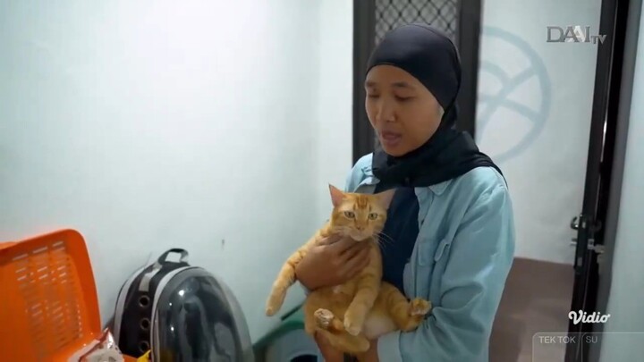 DAAITV HD •  BERITA SEPUTAR KUCING VIRAL TEK TOK • [ 17 SEPTEMBER 2025 ] [ LIVE STREAM VIDIO TVOD ]