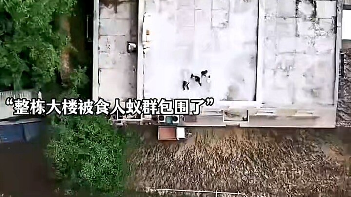 Khi toàn bộ tòa nhà bị đàn kiến ăn thịt người bao vây, chàng trai trẻ kiêu ngạo cuối cùng cũng cảm t