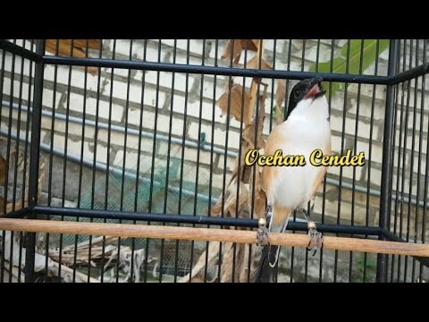 Pasti Rajin Buka Paruh Bongkar Isian Cendet Manapun Jika Sering Dilatih Suara Keras Ini