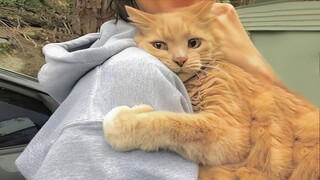 Cuddly Cat Can't Stop Giving Their Human Hugs And Kisses!