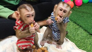 So Yummy Mino and Coconut eating logan fruits