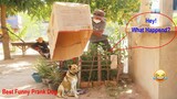 Best Prank Super Huge Box  Prank on sleep Dog Stuck in Box very Funny