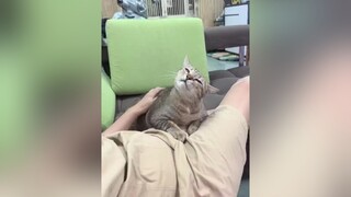 Phê chữ ê kéo dàiiii cat cats catlover meo mèo hoangthuongmeo hoangthuong hoangthuongcute meow meocute