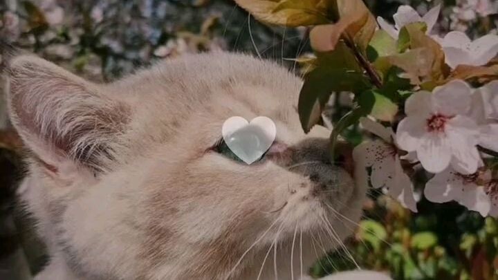 😺🪽I like kittycat 😻💕