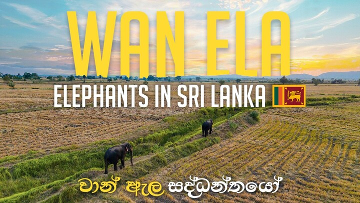 🐘 Giants of Wan Ela | Elephants of Kantale, Sri Lanka