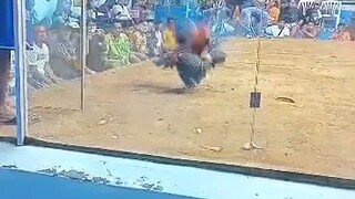 San Mateo cockpit arena (double k gamefowl)