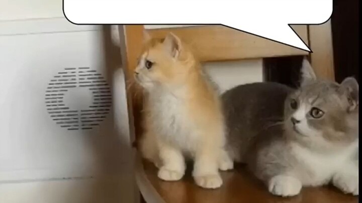Kitten, can you fly?